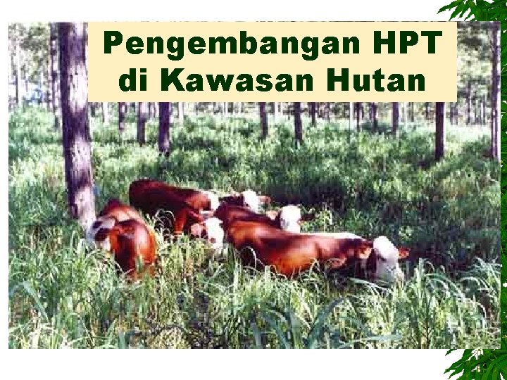 Pengembangan HPT di Kawasan Hutan 