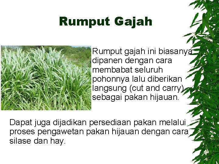 Rumput Gajah Rumput gajah ini biasanya dipanen dengan cara membabat seluruh pohonnya lalu diberikan