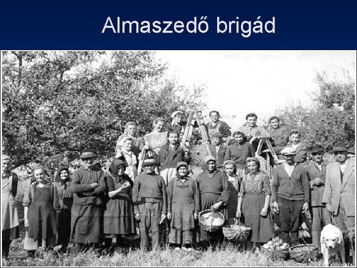 Almaszedő brigád 