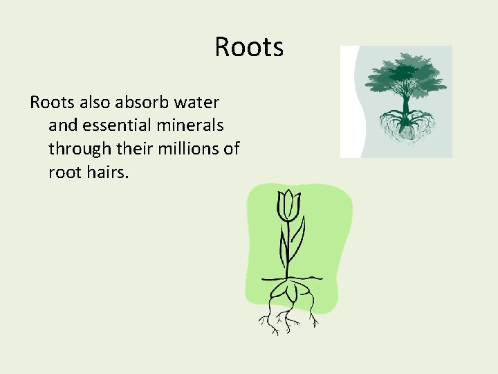 Roots also absorb water and essential minerals through their millions of root hairs. 