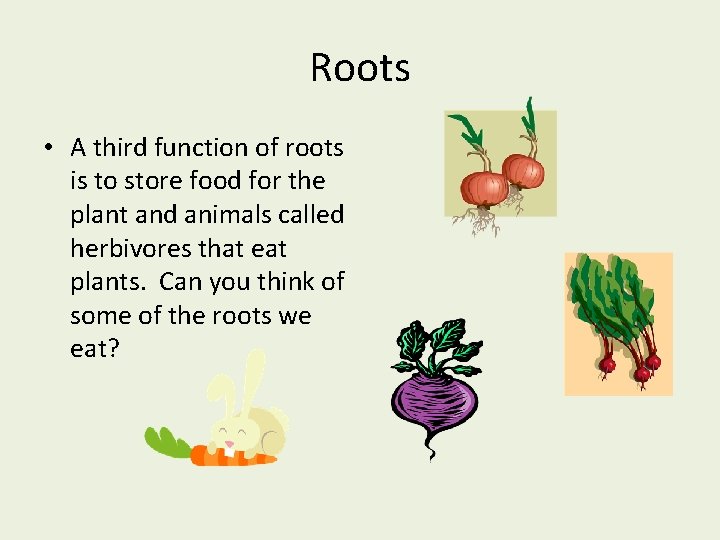 Roots • A third function of roots is to store food for the plant