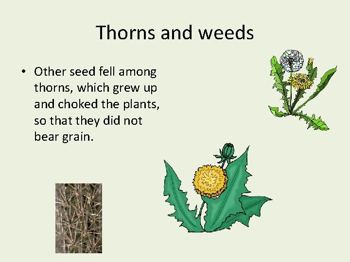 Thorns and weeds • Other seed fell among thorns, which grew up and choked
