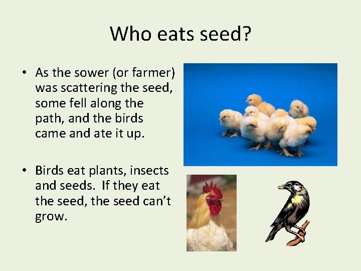 Who eats seed? • As the sower (or farmer) was scattering the seed, some