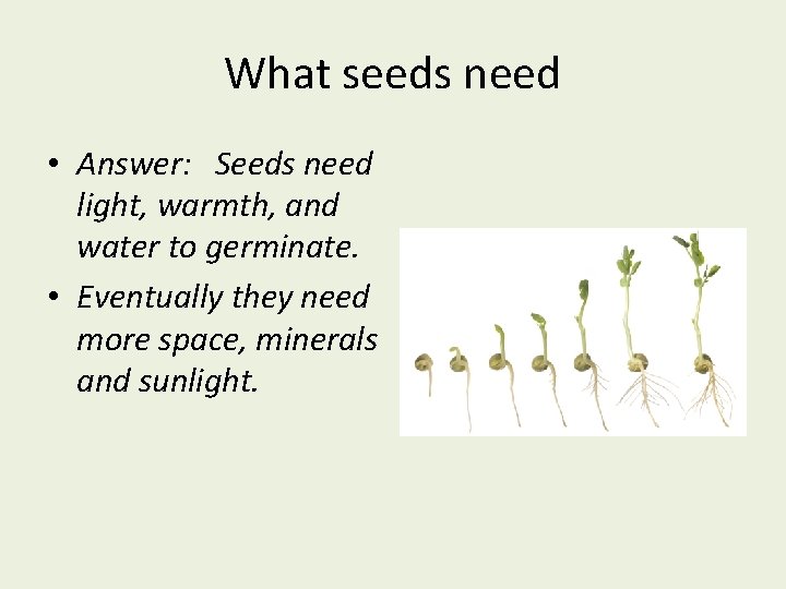 What seeds need • Answer: Seeds need light, warmth, and water to germinate. •