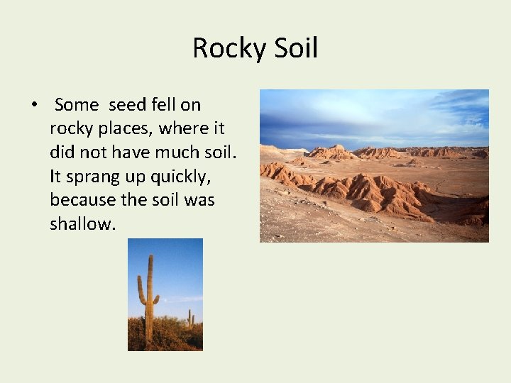 Rocky Soil • Some seed fell on rocky places, where it did not have