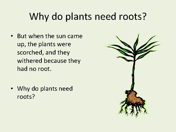 Why do plants need roots? • But when the sun came up, the plants