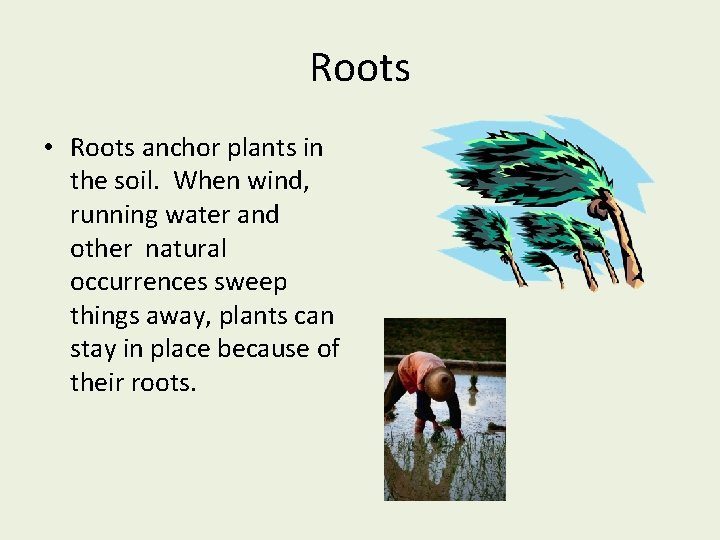 Roots • Roots anchor plants in the soil. When wind, running water and other