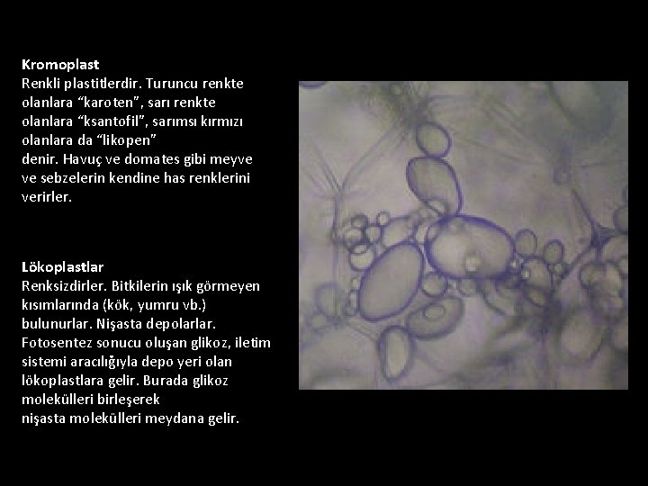 Kromoplast Renkli plastitlerdir. Turuncu renkte olanlara “karoten”, sarı renkte olanlara “ksantofil”, sarımsı kırmızı olanlara