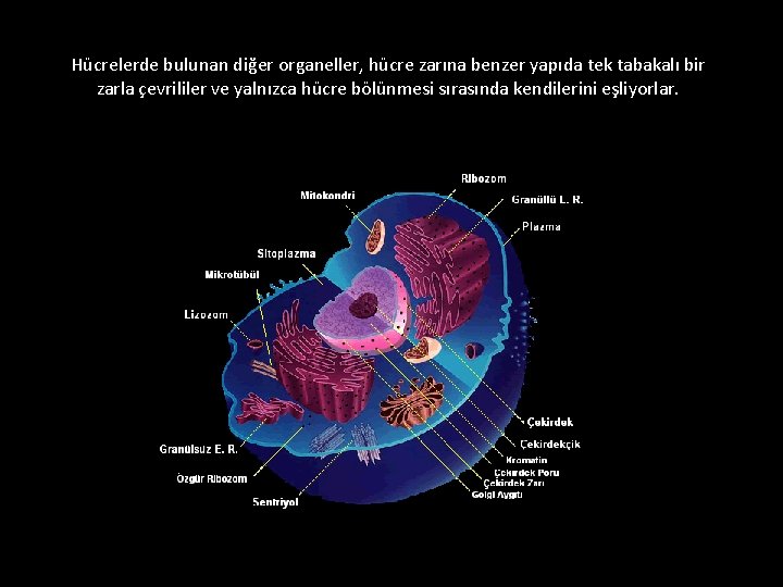 Hücrelerde bulunan diğer organeller, hücre zarına benzer yapıda tek tabakalı bir zarla çevrililer ve