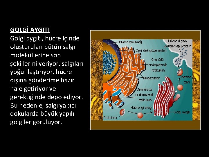 GOLGİ AYGITI Golgi aygıtı, hücre içinde oluşturulan bütün salgı moleküllerine son şekillerini veriyor, salgıları