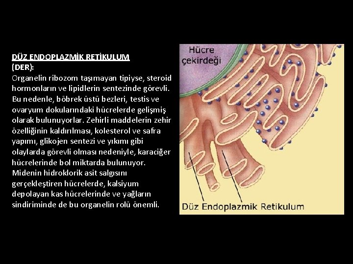 DÜZ ENDOPLAZMİK RETİKULUM (DER): Organelin ribozom taşımayan tipiyse, steroid hormonların ve lipidlerin sentezinde görevli.