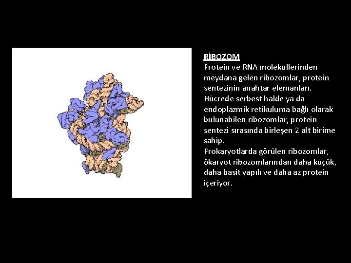 RİBOZOM Protein ve RNA moleküllerinden meydana gelen ribozomlar, protein sentezinin anahtar elemanları. Hücrede serbest