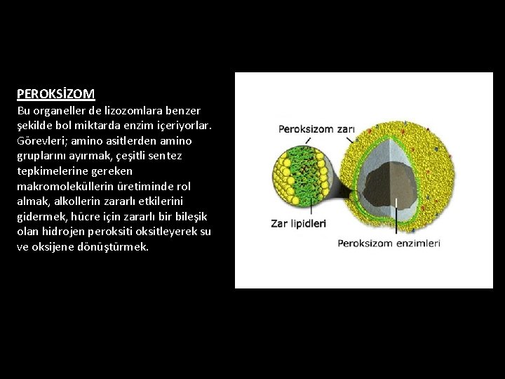 PEROKSİZOM Bu organeller de lizozomlara benzer şekilde bol miktarda enzim içeriyorlar. Görevleri; amino asitlerden