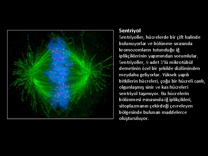 Sentriyol Sentriyoller, hücrelerde bir çift halinde bulunuyorlar ve bölünme sırasında kromozomların tutunduğu iğ iplikçiklerinin