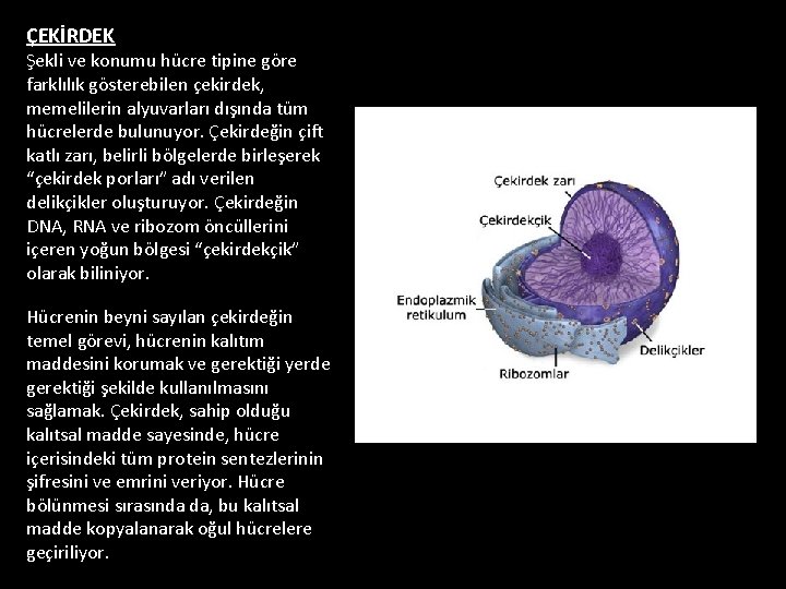 ÇEKİRDEK Şekli ve konumu hücre tipine göre farklılık gösterebilen çekirdek, memelilerin alyuvarları dışında tüm