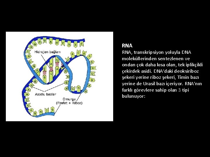 RNA RNA, transkripsiyon yoluyla DNA moleküllerinden sentezlenen ve ondan çok daha kısa olan, tek