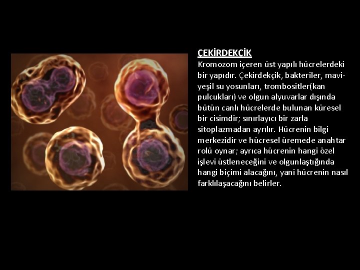 ÇEKİRDEKÇİK Kromozom içeren üst yapılı hücrelerdeki bir yapıdır. Çekirdekçik, bakteriler, maviyeşil su yosunları, trombositler(kan