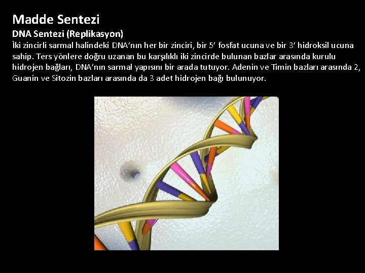 Madde Sentezi DNA Sentezi (Replikasyon) İki zincirli sarmal halindeki DNA’nın her bir zinciri, bir