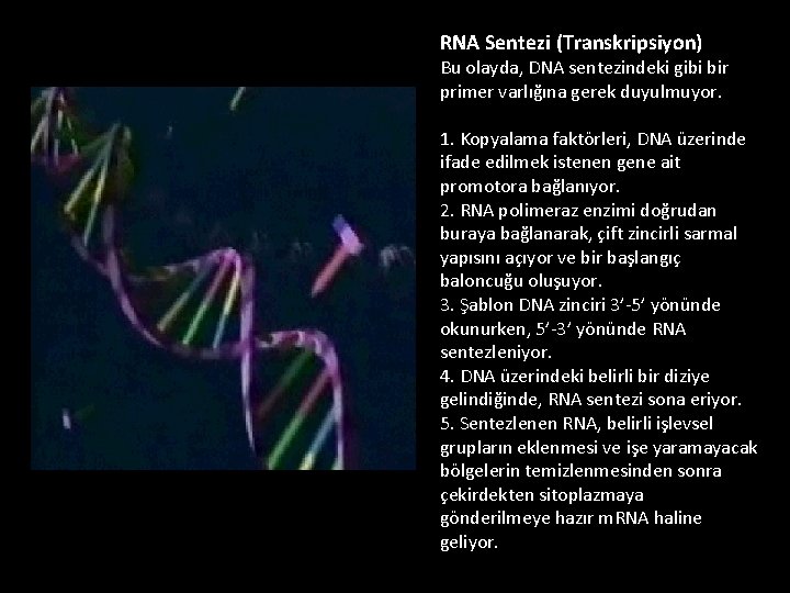 RNA Sentezi (Transkripsiyon) Bu olayda, DNA sentezindeki gibi bir primer varlığına gerek duyulmuyor. 1.