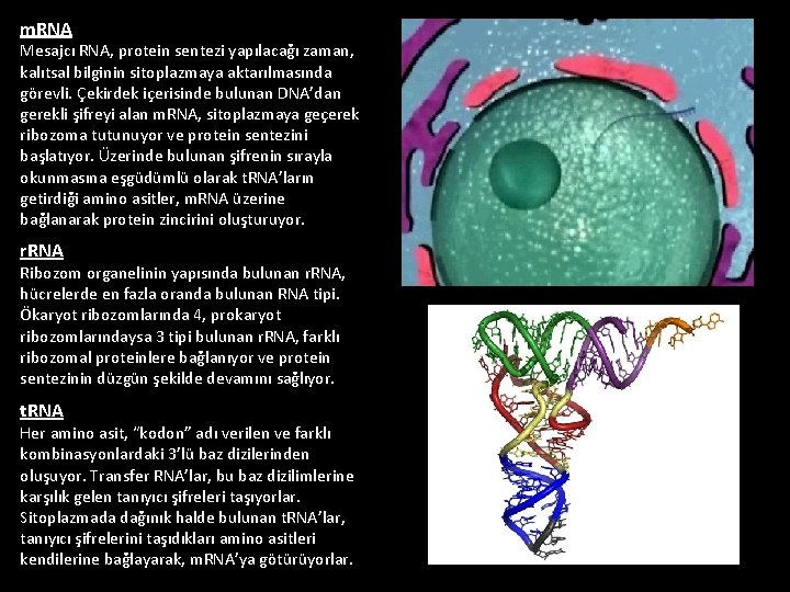 m. RNA Mesajcı RNA, protein sentezi yapılacağı zaman, kalıtsal bilginin sitoplazmaya aktarılmasında görevli. Çekirdek