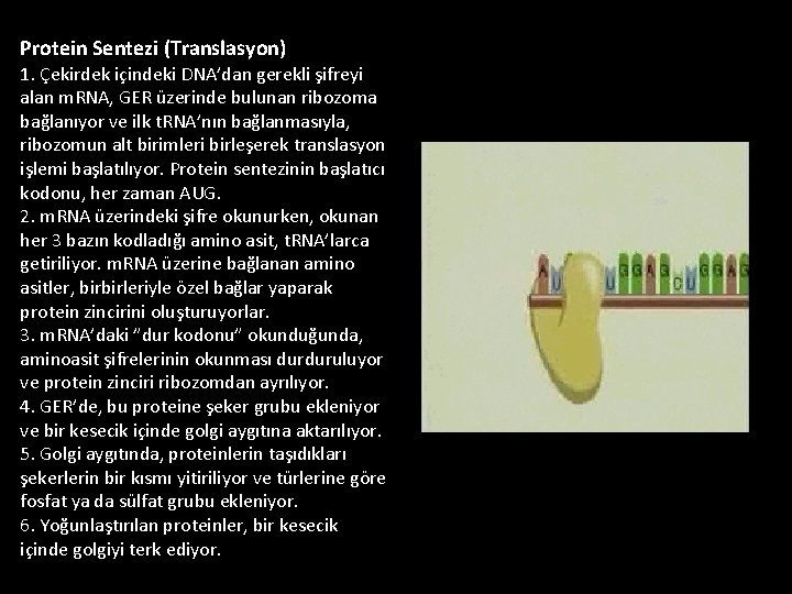 Protein Sentezi (Translasyon) 1. Çekirdek içindeki DNA’dan gerekli şifreyi alan m. RNA, GER üzerinde