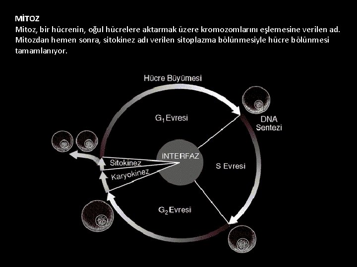 MİTOZ Mitoz, bir hücrenin, oğul hücrelere aktarmak üzere kromozomlarını eşlemesine verilen ad. Mitozdan hemen