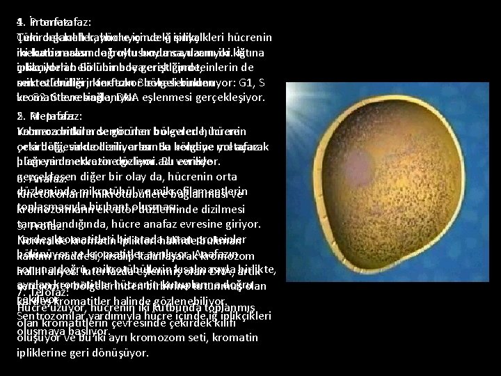 4. Prometafaz: 1. İnterfaz: Tüm organeller, hücre içindeki sinyal Çekirdek kılıfı kayboluyor ve iğ