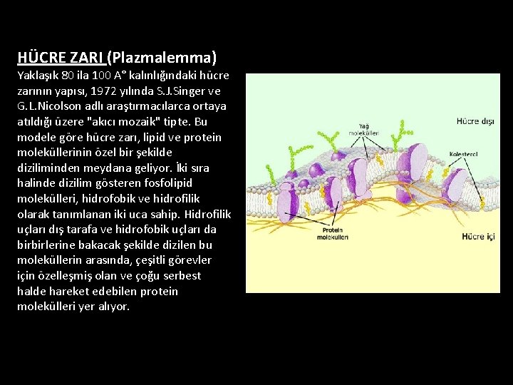 HÜCRE ZARI (Plazmalemma) Yaklaşık 80 ila 100 A° kalınlığındaki hücre zarının yapısı, 1972 yılında