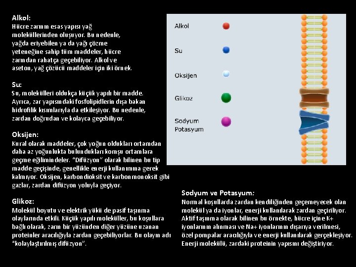 Alkol: Hücre zarının esas yapısı yağ moleküllerinden oluşuyor. Bu nedenle, yağda eriyebilen ya da