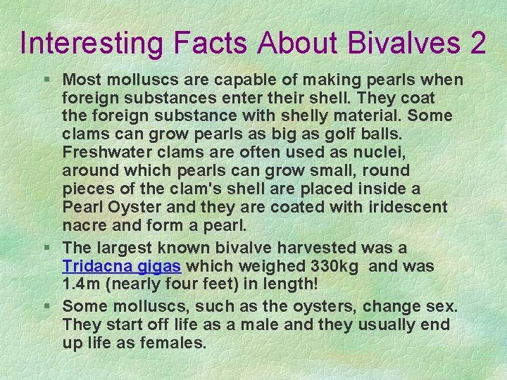 Interesting Facts About Bivalves 2 § Most molluscs are capable of making pearls when Interesting Facts About Bivalves 2 § Most molluscs are capable of making pearls when
