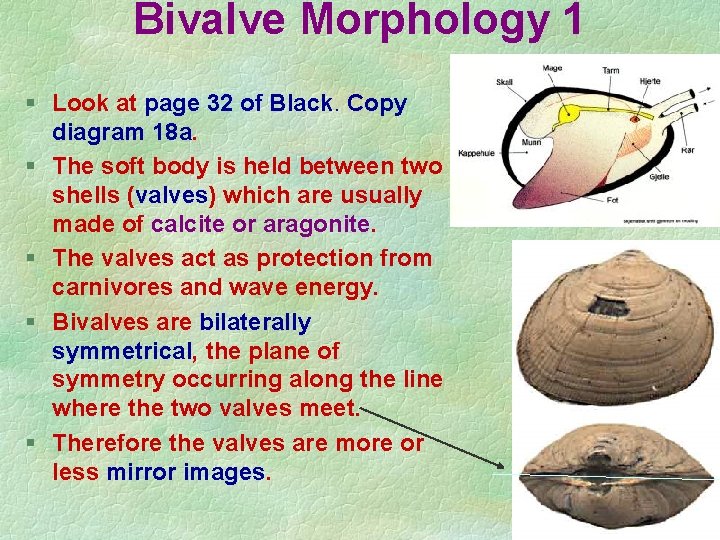 Bivalve Morphology 1 § Look at page 32 of Black. Copy diagram 18 a. Bivalve Morphology 1 § Look at page 32 of Black. Copy diagram 18 a.