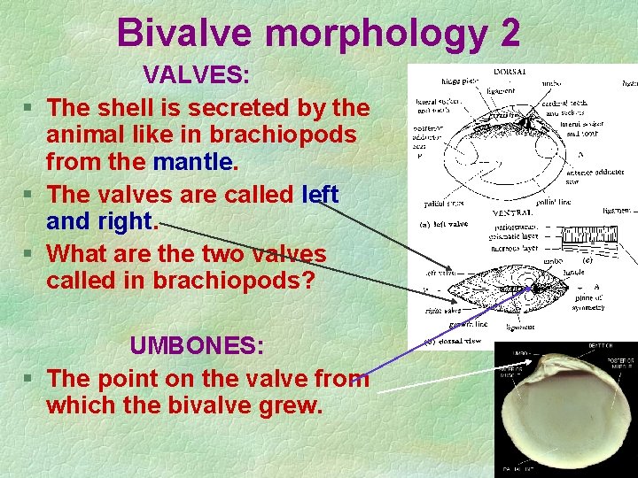 Bivalve morphology 2 VALVES: § The shell is secreted by the animal like in Bivalve morphology 2 VALVES: § The shell is secreted by the animal like in