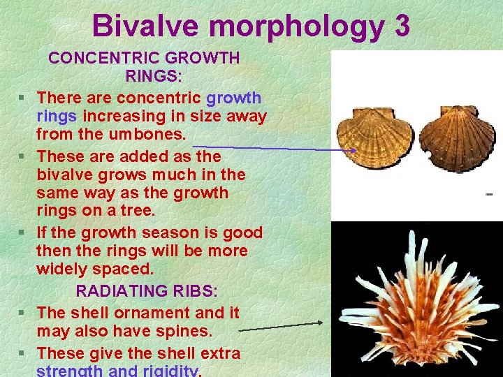 Bivalve morphology 3 § § § CONCENTRIC GROWTH RINGS: There are concentric growth rings Bivalve morphology 3 § § § CONCENTRIC GROWTH RINGS: There are concentric growth rings