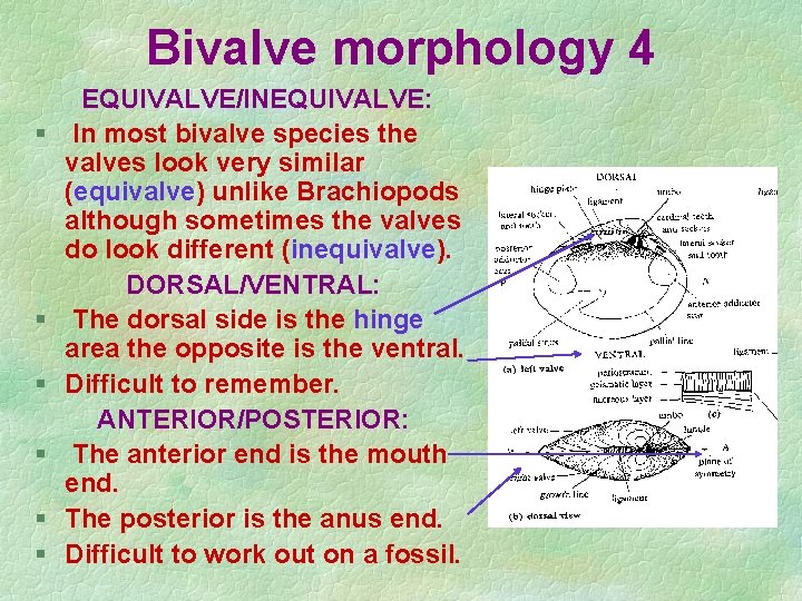 Bivalve morphology 4 § § § EQUIVALVE/INEQUIVALVE: In most bivalve species the valves look Bivalve morphology 4 § § § EQUIVALVE/INEQUIVALVE: In most bivalve species the valves look