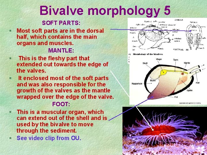 Bivalve morphology 5 § § § SOFT PARTS: Most soft parts are in the Bivalve morphology 5 § § § SOFT PARTS: Most soft parts are in the