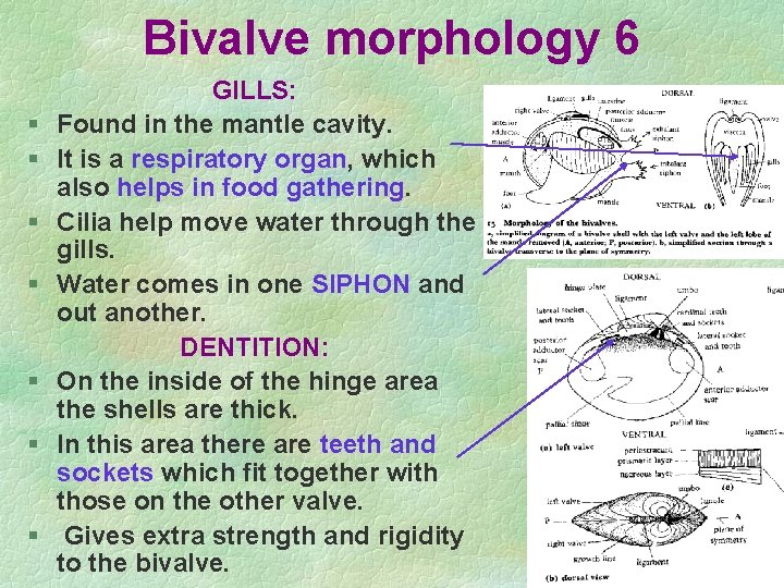 Bivalve morphology 6 § § § § GILLS: Found in the mantle cavity. It Bivalve morphology 6 § § § § GILLS: Found in the mantle cavity. It
