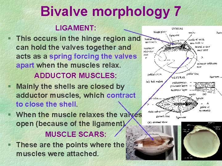 Bivalve morphology 7 § § LIGAMENT: This occurs in the hinge region and can Bivalve morphology 7 § § LIGAMENT: This occurs in the hinge region and can
