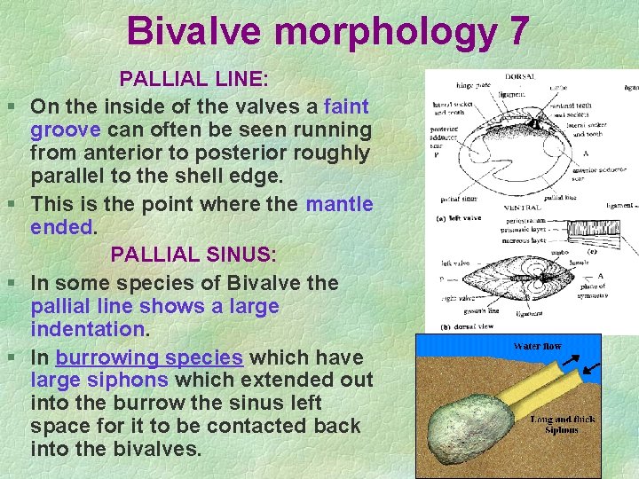 Bivalve morphology 7 § § PALLIAL LINE: On the inside of the valves a Bivalve morphology 7 § § PALLIAL LINE: On the inside of the valves a