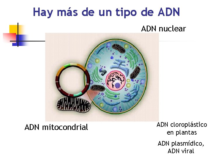 Hay más de un tipo de ADN nuclear ADN mitocondrial ADN cloroplástico en plantas