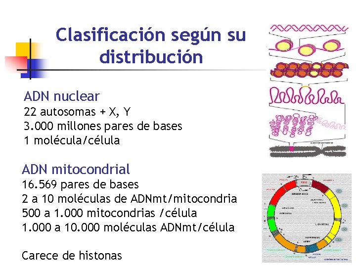 Clasificación según su distribución ADN nuclear 22 autosomas + X, Y 3. 000 millones