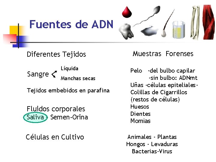Fuentes de ADN Diferentes Tejidos Sangre Líquida Manchas secas Tejidos embebidos en parafina Fluidos