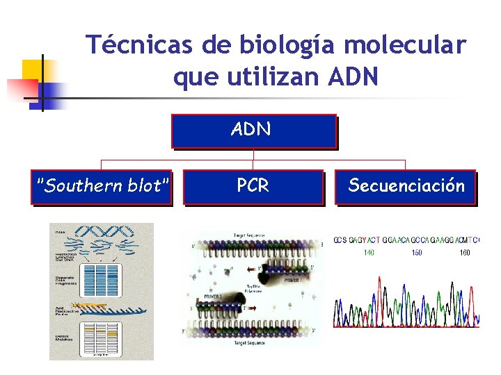 Técnicas de biología molecular que utilizan ADN "Southern blot" PCR Secuenciación 