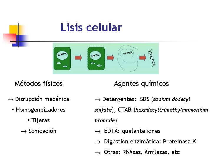 Lisis celular Métodos físicos Agentes químicos Disrupción mecánica Detergentes: SDS (sodium dodecyl • Homogeneizadores