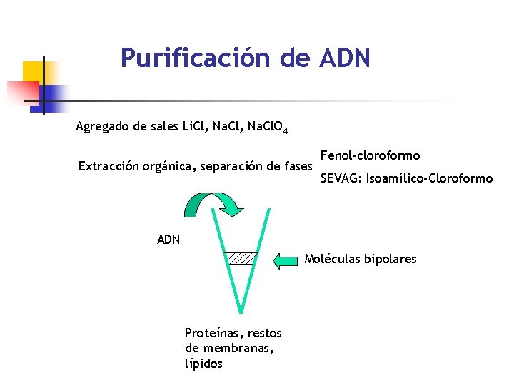 Purificación de ADN Agregado de sales Li. Cl, Na. Cl. O 4 Extracción orgánica,