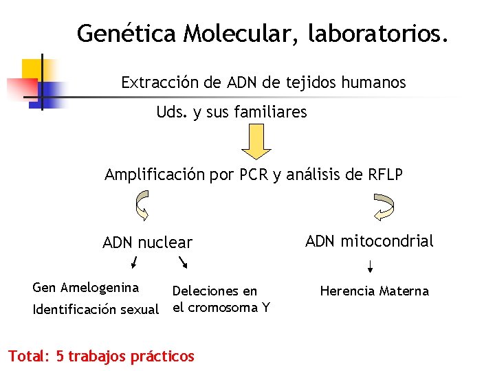 Genética Molecular, laboratorios. Extracción de ADN de tejidos humanos Uds. y sus familiares Amplificación