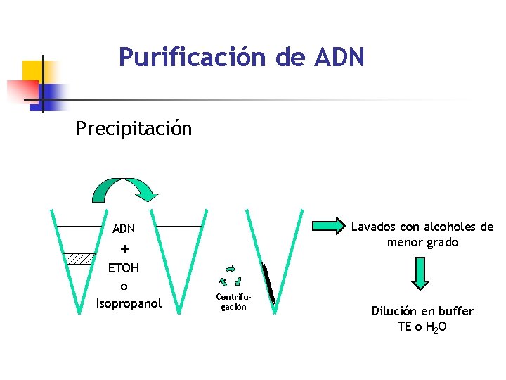 Purificación de ADN Precipitación Lavados con alcoholes de menor grado ADN + ETOH o