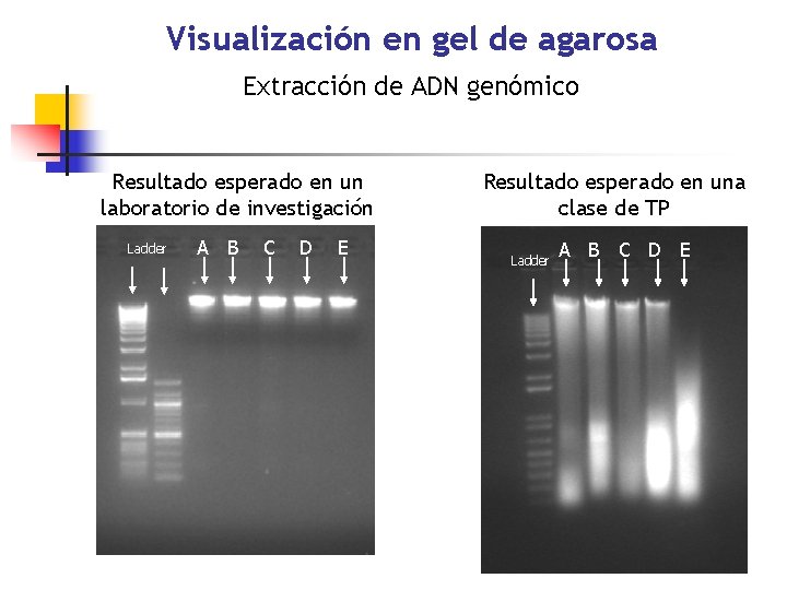 Visualización en gel de agarosa Extracción de ADN genómico Resultado esperado en un laboratorio