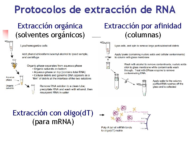 Protocolos de extracción de RNA Extracción orgánica (solventes orgánicos) Extracción con oligo(d. T) (para