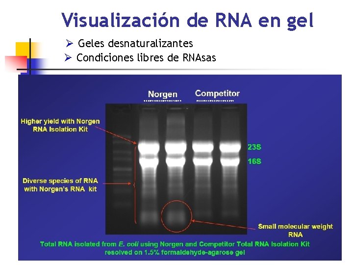 Visualización de RNA en gel Ø Geles desnaturalizantes Ø Condiciones libres de RNAsas 