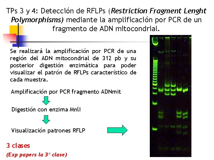 TPs 3 y 4: Detección de RFLPs (Restriction Fragment Lenght Polymorphisms) mediante la amplificación